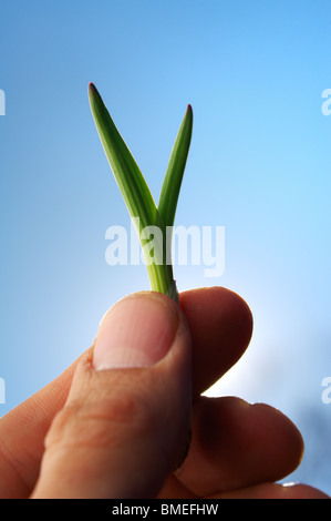 Skandinavien, Schweden, menschliche Hand halten Sämling, close-up Stockfoto