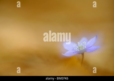 Skandinavien, Schweden, Halland, Lebermoos Blüten, Nahaufnahme Stockfoto