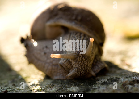 Skandinavien, Schweden, Halland, Schnecke, Nahaufnahme Stockfoto