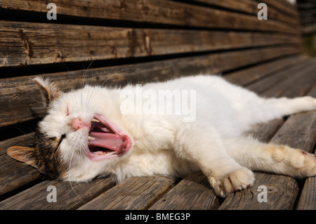 Europa, Österreich, Katze auf Bank liegend Stockfoto