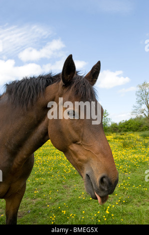 Pferd mit Zunge aus seinem Mund in einem Feld voller Butterblumen und Rasen. Stockfoto
