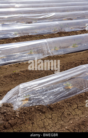 kleinen Gewächshaus Glas Haus Kunststoff Linien Gemüse Sprossen auf braune Erde agiculture Stockfoto