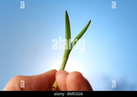 Skandinavien, Schweden, menschliche Hand halten Sämling, close-up Stockfoto