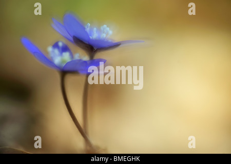 Skandinavien, Schweden, Halland, Lebermoos Blüten, Nahaufnahme Stockfoto