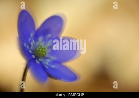 Skandinavien, Schweden, Halland, Lebermoos Blüten, Nahaufnahme Stockfoto