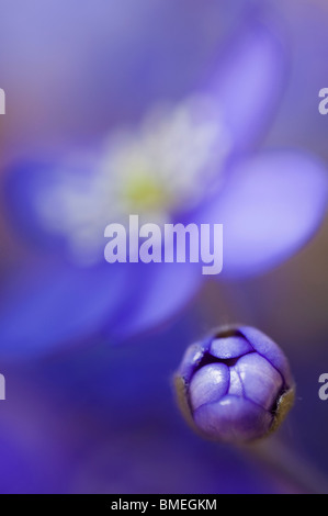 Skandinavien, Schweden, Öland, blaue Anemone Knospe, close-up Stockfoto