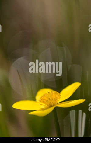 Skandinavien, Schweden, Smaland, Marsh Marigold, close-up Stockfoto