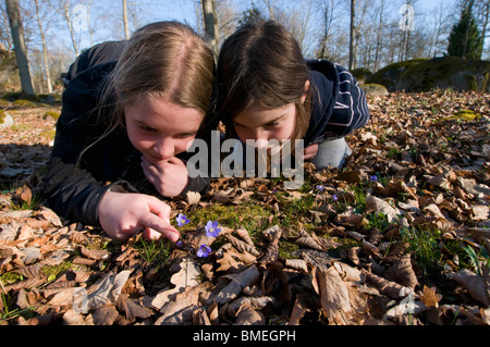 Skandinavien, Schweden, Smaland, zwei Mädchen (6-9) Blick auf blaue Anemonen, Nahaufnahme Stockfoto