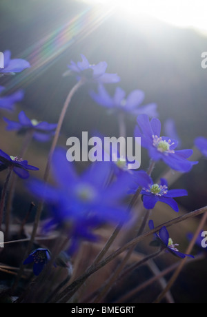 Skandinavien, Schweden, Vastkusten, Bjorko, Lebermoos Blüten, Nahaufnahme Stockfoto