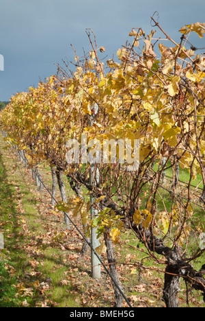 Margaret River Region Trauben Reben im Herbst, Western Australia Stockfoto