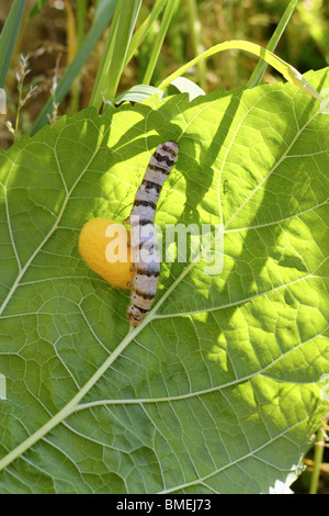 Seidenraupe und gelbe Cocoon beringt Seidenraupe Essen Maulbeere grünes Blatt Stockfoto