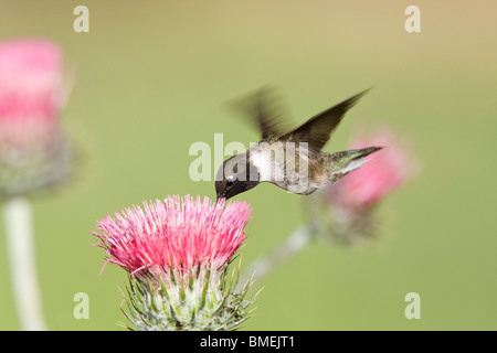 Schwarzer-chinned Kolibri in California Distel Stockfoto