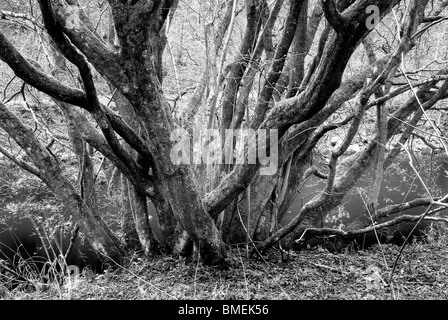 Strid Holz, Bolton Abbey, North Yorkshire, England, Stockfoto