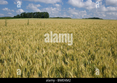 WEIZEN FELD AUVERS-SUR-OISEFRANCE Stockfoto