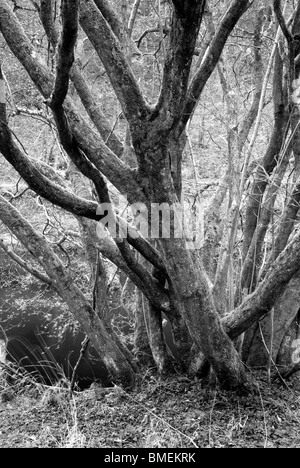 Strid Holz, Bolton Abbey, North Yorkshire, England, Stockfoto