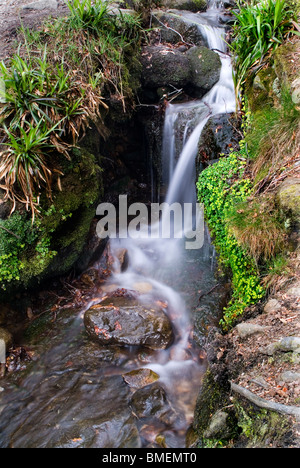 Ein Wasserfall in einem kleinen Bach, Strid Wood, Bolton Abbey, North Yorkshire, England Stockfoto