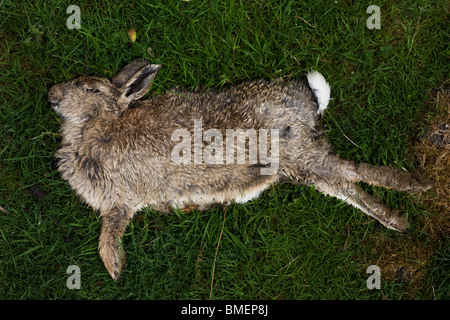 Tote Kaninchen im Bereich der Myxomatose, im Peak District National Park, Derbyshire. Stockfoto