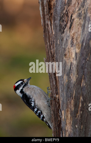 Haarige Specht Kletterbaum Stockfoto