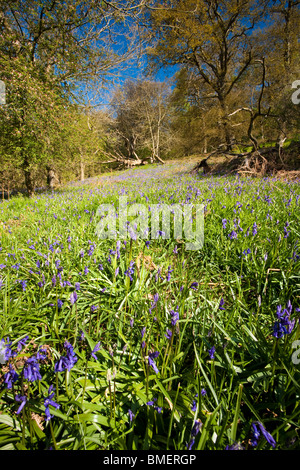 Blaue Glocken in voller Blüte in Riccal Dale, North Yorkshire, England Stockfoto