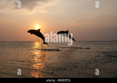 Tümmler bei Sonnenuntergang, Honduras Stockfoto