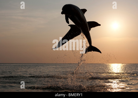 Tümmler bei Sonnenuntergang, Honduras Stockfoto