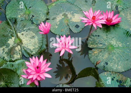 schwimmenden Blumen rot und blau Seerose (Nymphaea Nouchali) Stockfoto