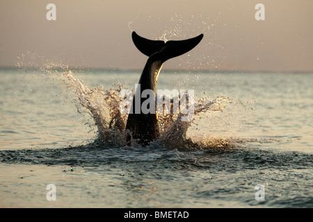 Bottlenose Dolphin Spritzer ins Wasser bei Sonnenuntergang, Honduras Stockfoto