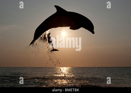 Tümmler bei Sonnenuntergang, Honduras Stockfoto