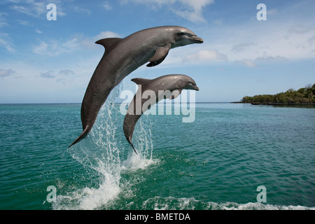 Tümmler, Honduras Stockfoto