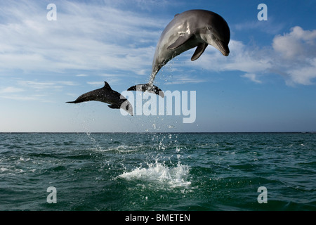 Bottlenose Dolphin, Honduras Stockfoto