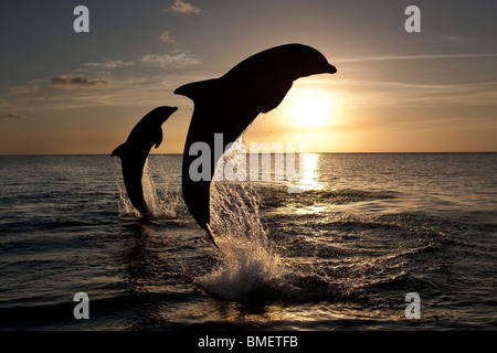 Tümmler bei Sonnenuntergang, Honduras Stockfoto