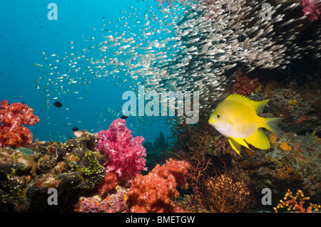 Goldener Riffbarsch über Korallenriff mit Weichkorallen und Kehrmaschinen im Hintergrund.  Andamanensee, Thailand. Stockfoto