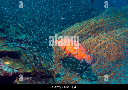 Korallen Hirschkuh mit Gorgonien und Kehrmaschinen und Kardinal Fische am Korallenriff.  Andamanensee, Thailand. Stockfoto