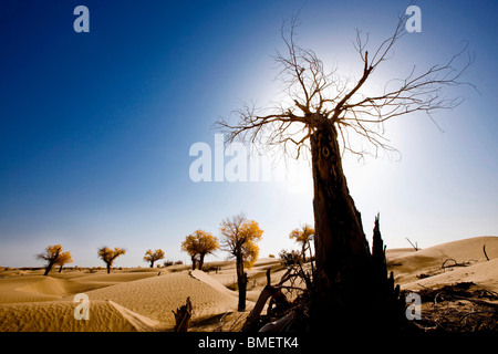 Herrliche Aussicht auf Euphrat-Pappel-Wald in Xayar Grafschaft, Aksu Präfektur, Uigurischen Autonomen Gebiet Xinjiang, China Stockfoto