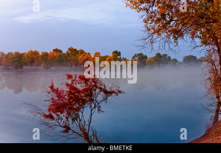 Herrliche Aussicht auf Euphrat-Pappel im Herbst, Xayar Grafschaft, Aksu Präfektur, Uigurischen Autonomen Gebiet Xinjiang, China Stockfoto