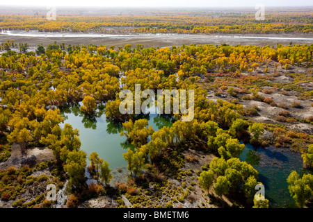 Luftaufnahme des Euphrat-Pappel-Wald in Xayar Grafschaft, Aksu Präfektur, Uigurischen Autonomen Gebiet Xinjiang, China Stockfoto