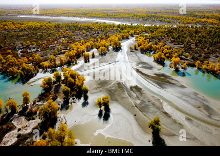 Luftaufnahme des Euphrat-Pappel-Wald in Xayar Grafschaft, Aksu Präfektur, Uigurischen Autonomen Gebiet Xinjiang, China Stockfoto