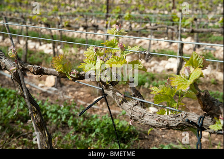 Israel, Judäa Berge, Traube Reben im Weinberg Stockfoto