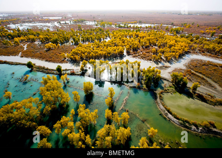 Luftaufnahme des Euphrat-Pappel-Wald in Xayar Grafschaft, Aksu Präfektur, Uigurischen Autonomen Gebiet Xinjiang, China Stockfoto