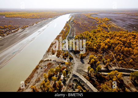 Luftaufnahme des Euphrat-Pappel-Wald in Xayar Grafschaft, Aksu Präfektur, Uigurischen Autonomen Gebiet Xinjiang, China Stockfoto