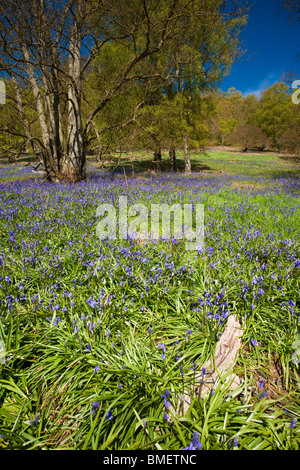 Blaue Glocken in voller Blüte in Riccal Dale, North Yorkshire, England Stockfoto