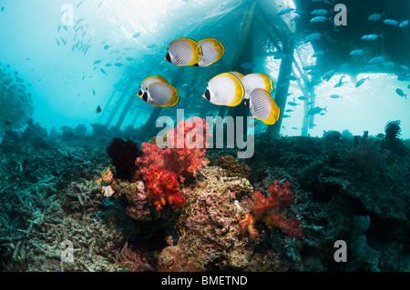 Panda Butterflyfish mit Steg im Hintergrund.  Misool, Raja Empat, West Papua, Indonesien. Stockfoto