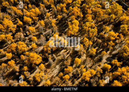 Luftaufnahme des Euphrat-Pappel-Wald in Xayar Grafschaft, Aksu Präfektur, Uigurischen Autonomen Gebiet Xinjiang, China Stockfoto