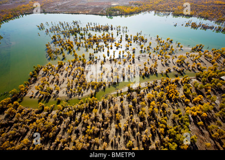 Luftaufnahme des Euphrat-Pappel-Wald in Xayar Grafschaft, Aksu Präfektur, Uigurischen Autonomen Gebiet Xinjiang, China Stockfoto