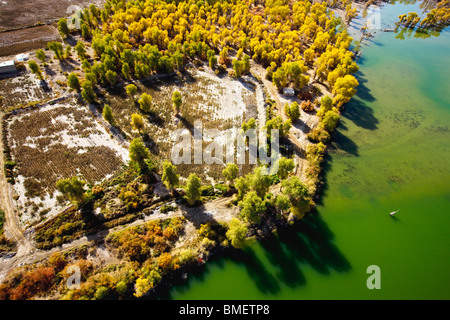 Luftaufnahme des Euphrat-Pappel-Wald in Xayar Grafschaft, Aksu Präfektur, Uigurischen Autonomen Gebiet Xinjiang, China Stockfoto