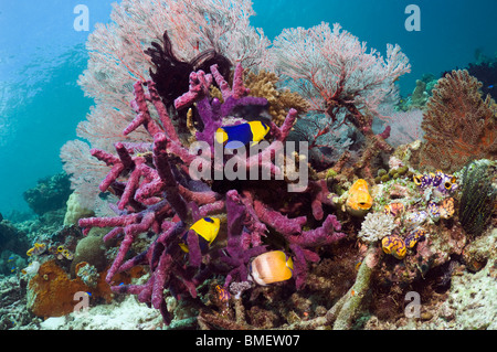 Bicolor Kaiserfisch, Kleins Butterflyfish mit Gorgonien und lila inkrustieren Schwamm, Misool, West-Papua, Indonesien Stockfoto