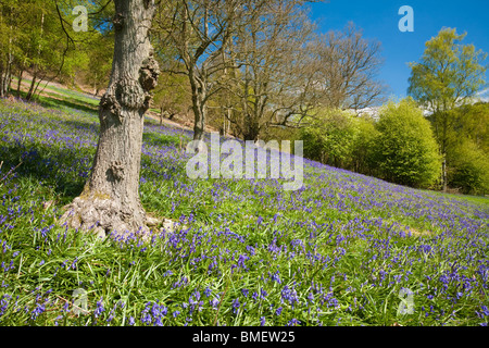 Blaue Glocken in voller Blüte in Riccal Dale, North Yorkshire, England Stockfoto