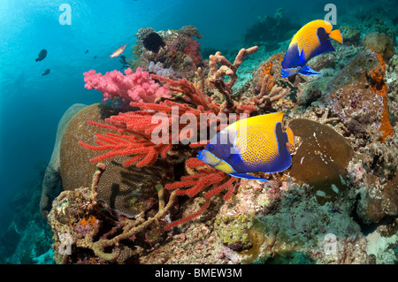 Blau geringelt Kaiserfisch vorbei an Weichkorallen am Riff schwimmen.  Misool, Raja Ampat, West Papua, Indonesien. Stockfoto