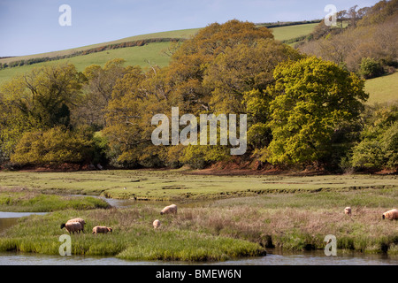 Großbritannien, England, Devon, fungiert, Schafe grasen am Ufer des Flusses Dart Stockfoto
