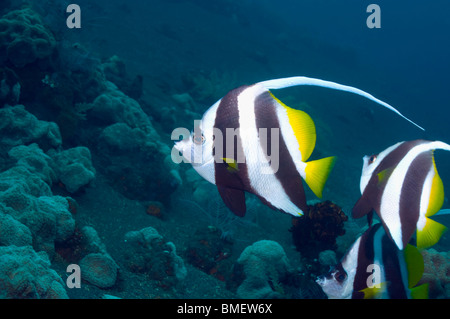 Longfin Bannerfish.  Bali, Indonesien.  Indo-Pazifik. Stockfoto